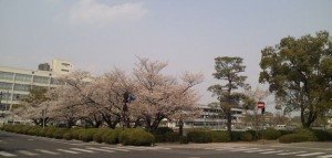 県庁さくら